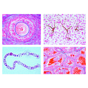 LIEDER The Animal Cell, 12 microscope slides