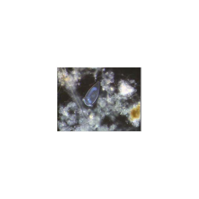 Hund Microscope H 600 BS, bino, 100x - 1000x