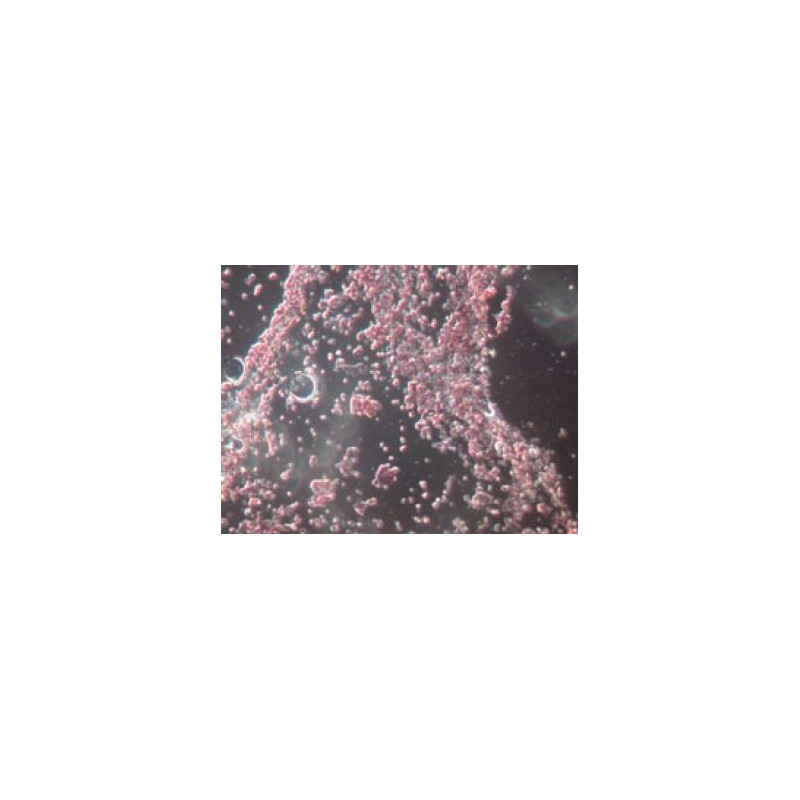 Novex Microscope BTP 86.091--DFLED, trinocular