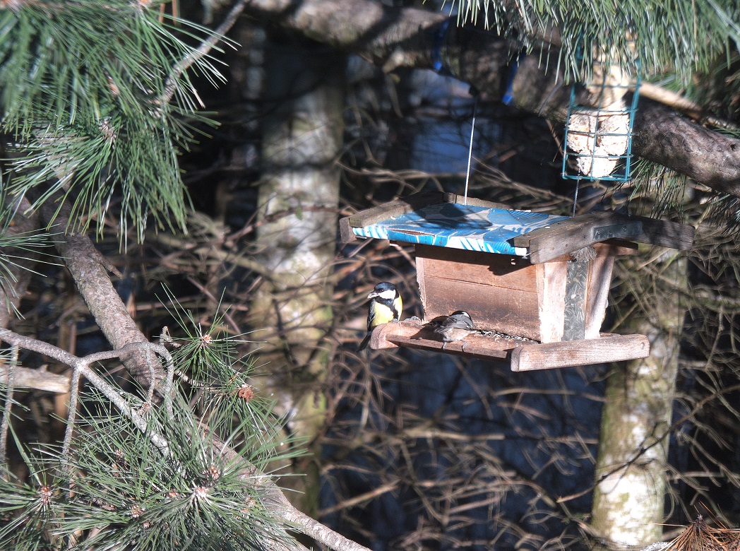 Experience Wildlife Digitally: The AX Visio's Smart Recognition Features