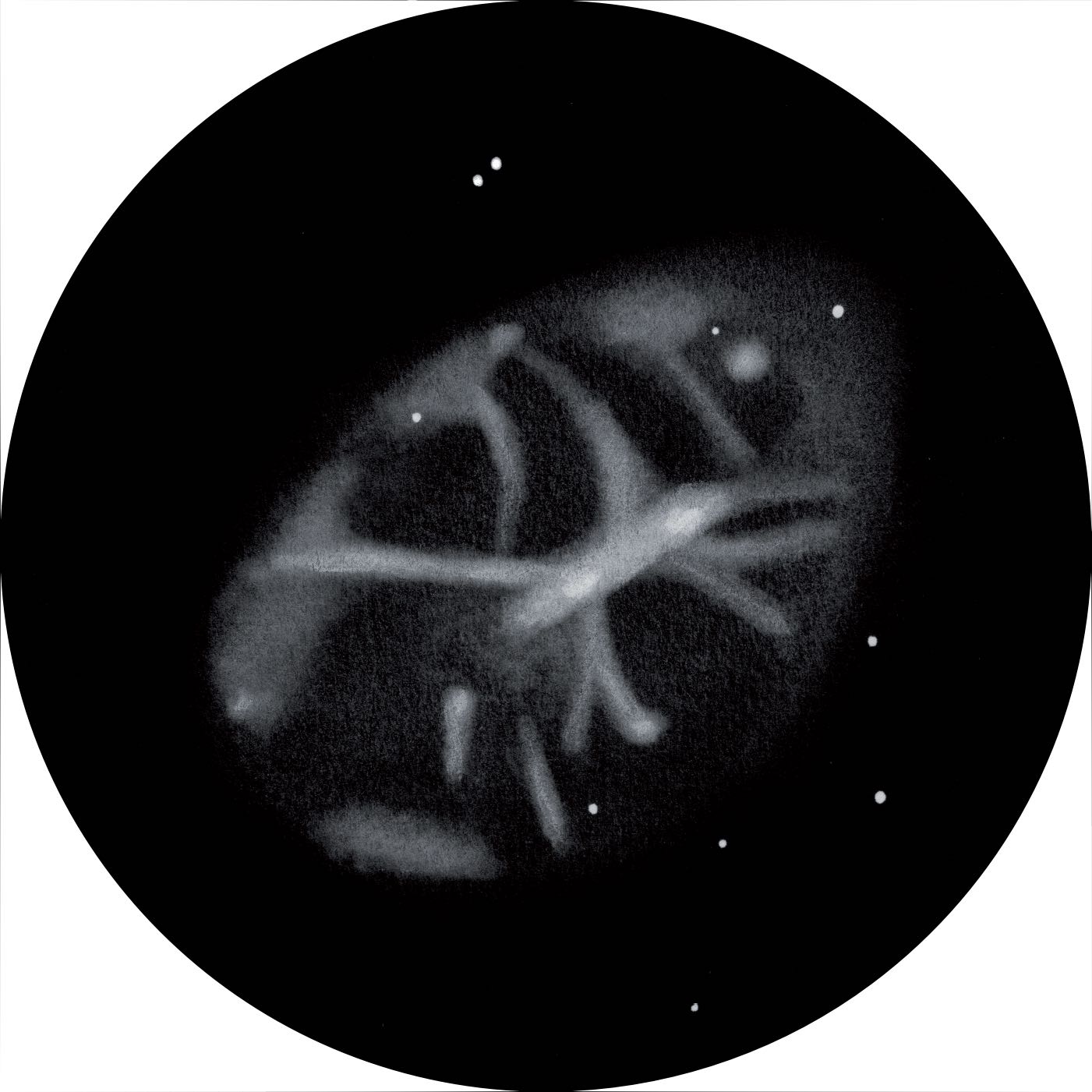 Drawing of Messier 1 as seen through a 27" Newton telescope
at 366 times magnification and with a OIII filter. Uwe Glahn