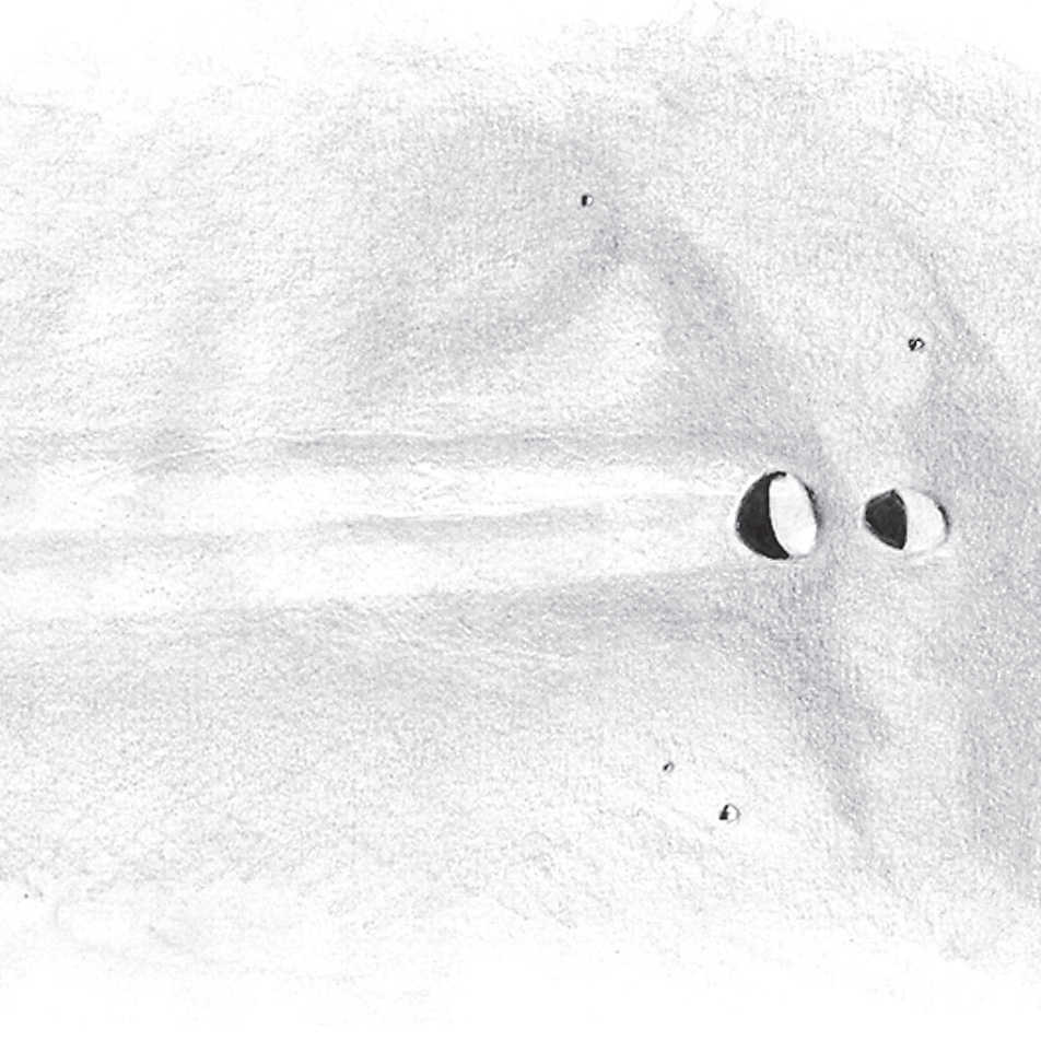 Sketch of Messier and Messier A at sunset through a telescope with a 150-mm aperture, magnification of 180×. L. Spix