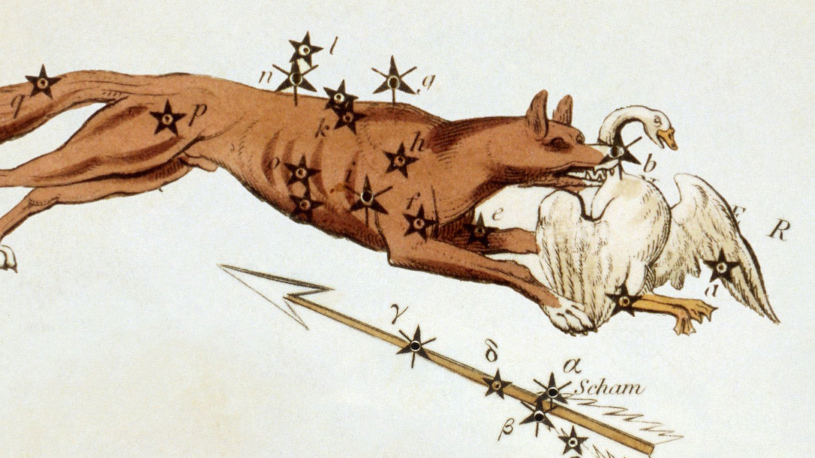 Half-way between Cygnus and Aquila is the Sagitta and Vulpecula pair of constellations; the latter is depicted on historical star charts with a goose.