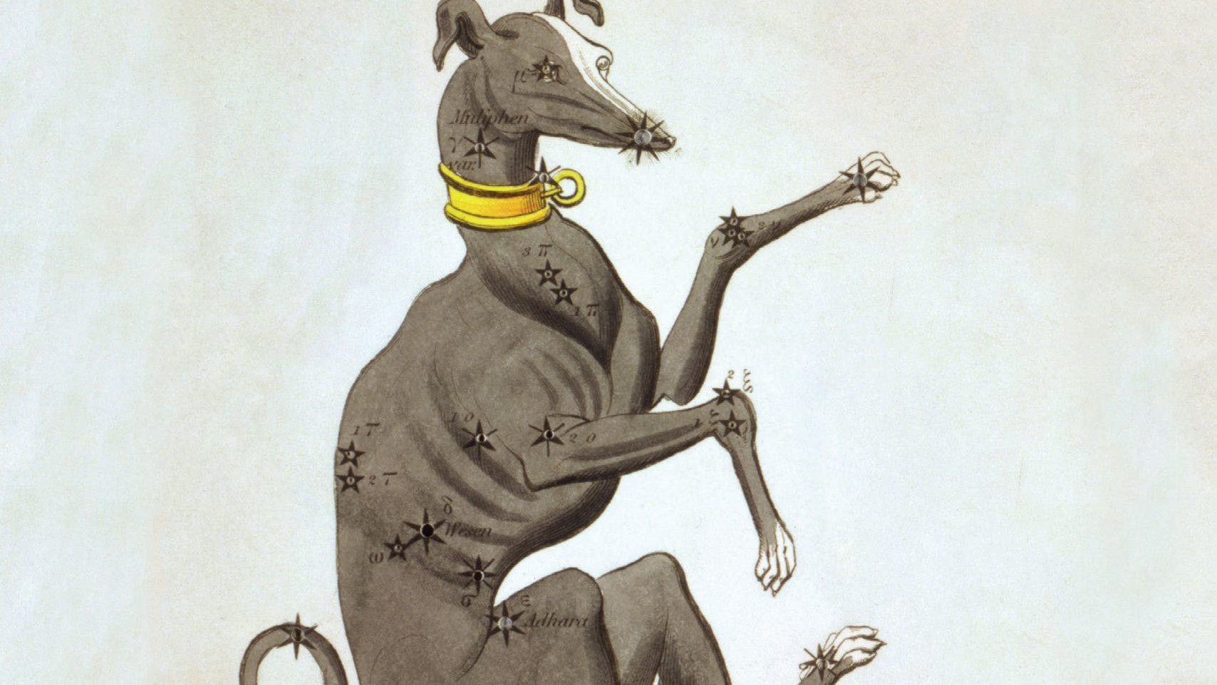Orion's faithful hunting companion: Canis Major, with gleaming Sirius at his nose tip.