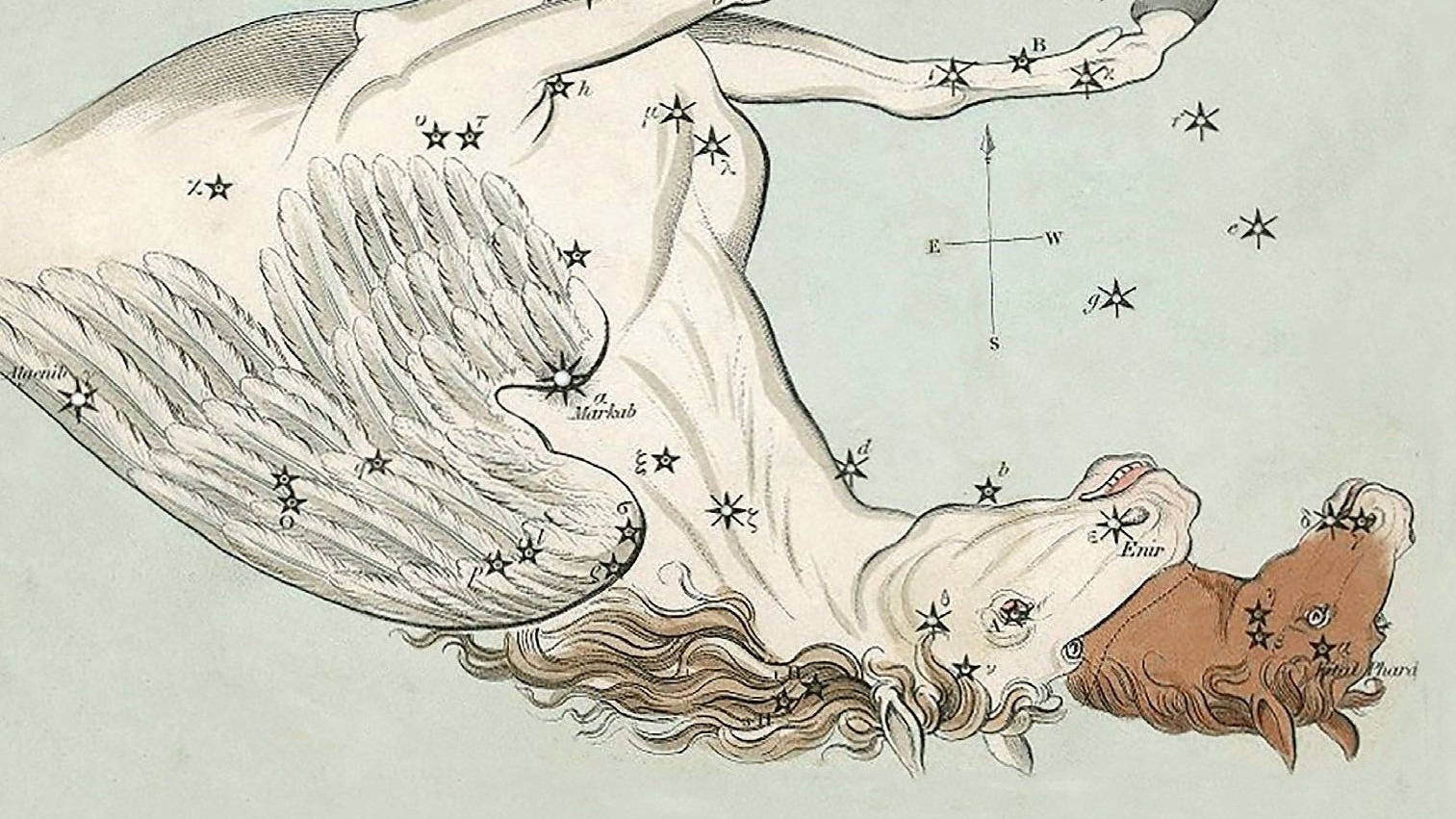 Historic illustrations show the winged horse falling upside down from the sky.
The small equine head to the right belongs to the constellation of Equuleus. It represents the foal Celeris,
which was said to be either the son or brother of Pegasus.