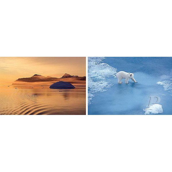 Palazzi Verlag Poster Thule polar bear canvas print