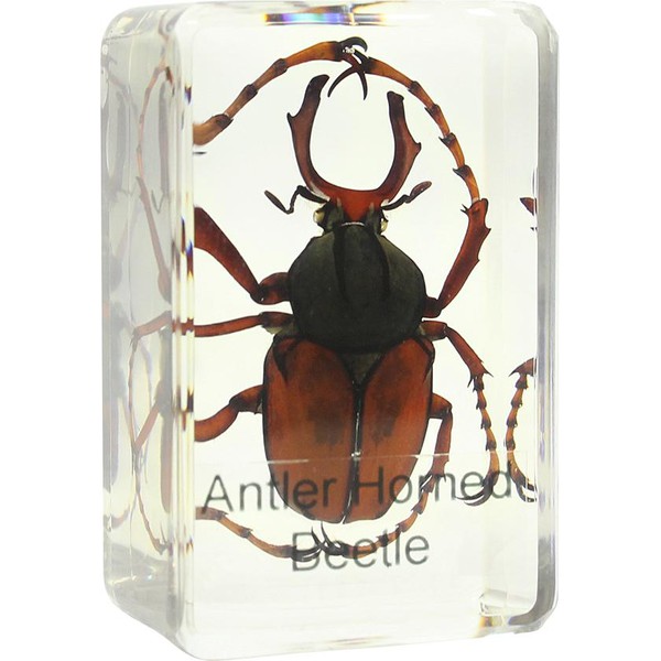 Omegon stag beetle prepared slide