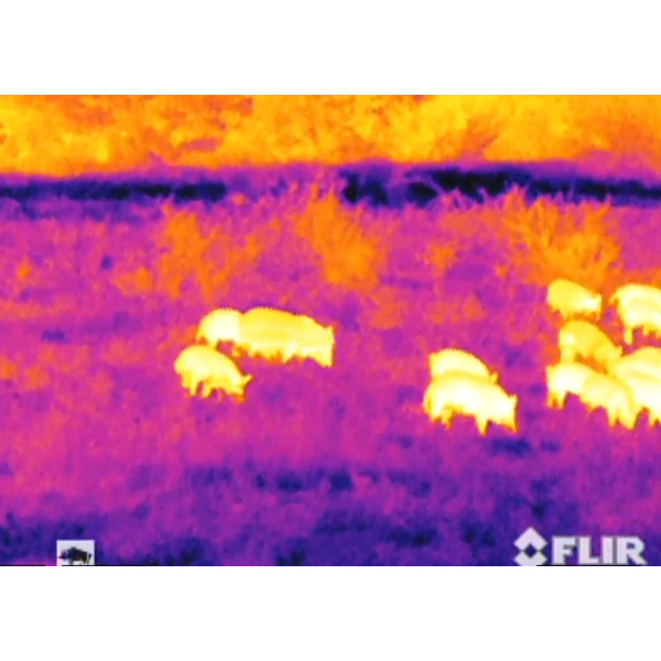 Armasight Thermal imaging camera Helios 336HD 5-20x75 (9Hz)