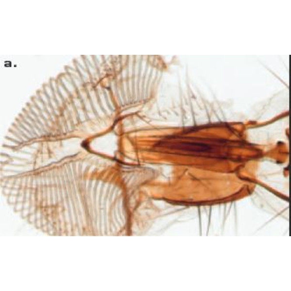 ZEISS SteREO Discovery.V8 microscope, VisiLED incident + transmitted illumination, 10x - 80x