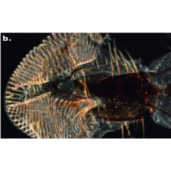 ZEISS SteREO Discovery.V8 microscope, VisiLED incident + transmitted illumination, 10x - 80x