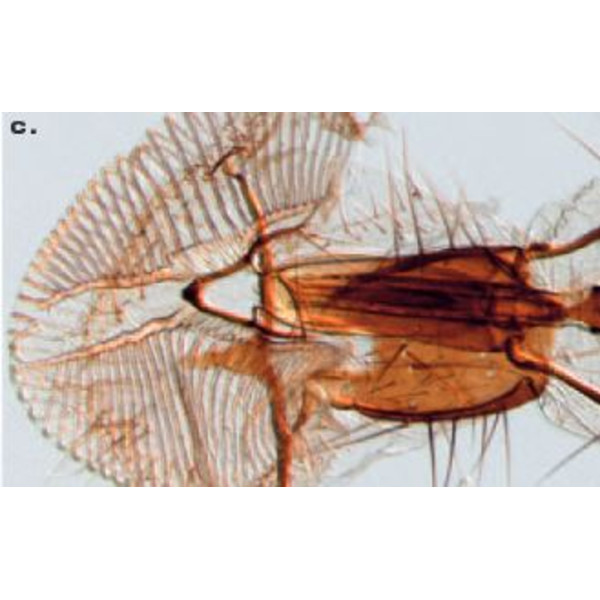 ZEISS SteREO Discovery.V8 microscope, VisiLED incident + transmitted illumination, 10x - 80x