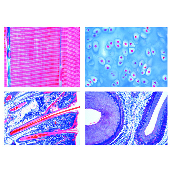 LIEDER Mammals (Mammalia) histology, basic set (25 slides)