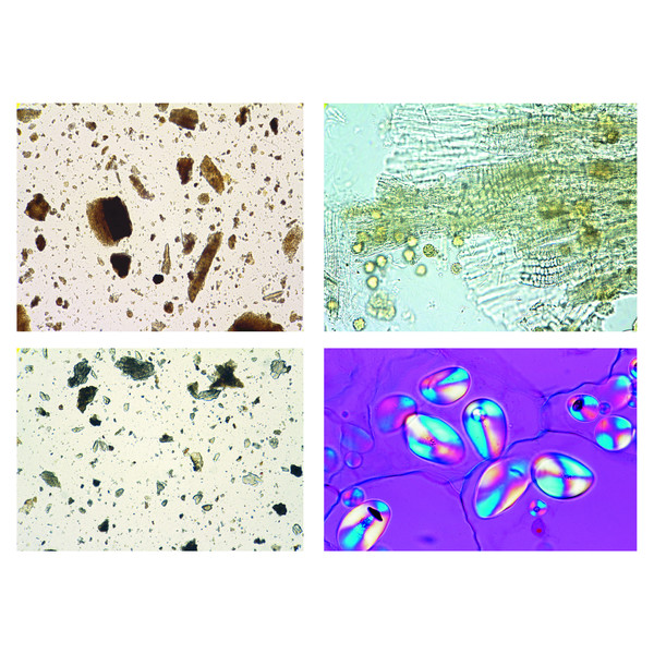 LIEDER Drug Powders, 25 microscope slides