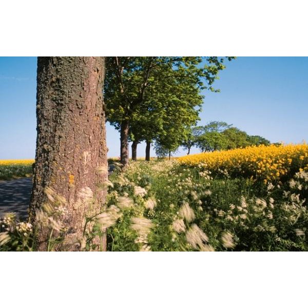 Palazzi Verlag Kalender Naturland - Deutschland 2008