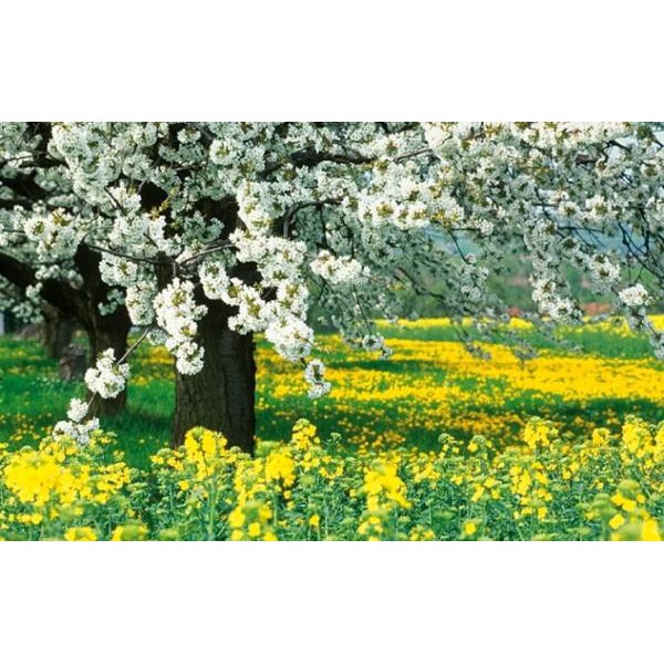 Palazzi Verlag Kalender Naturland - Deutschland 2008