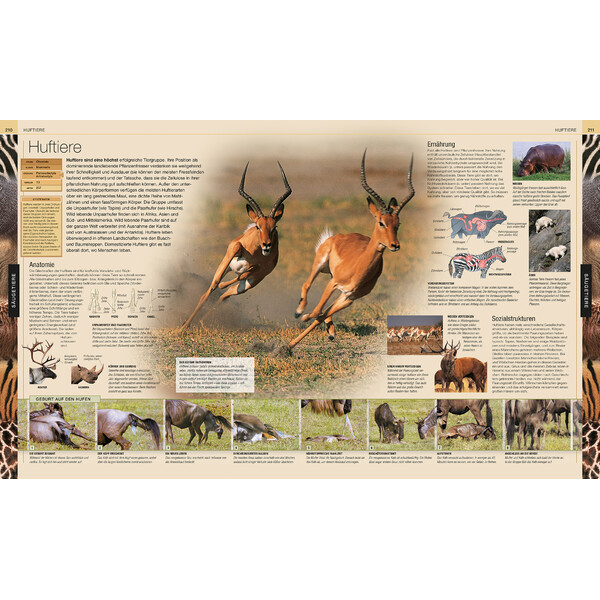 Dorling Kindersley Animals