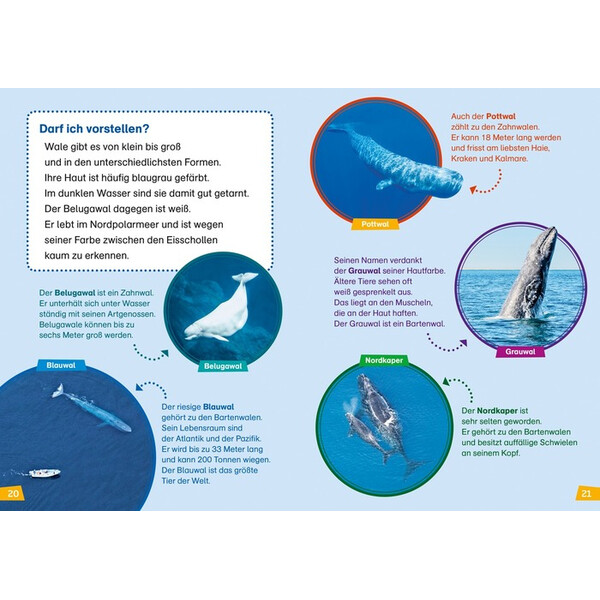 Tessloff-Verlag WAS IST WAS First reading: whales and dolphins