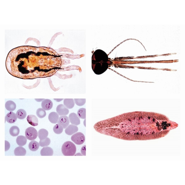LIEDER 74900 Parasitology: Short series of native and tropical parasites of humans and domestic animals (25 specimens)