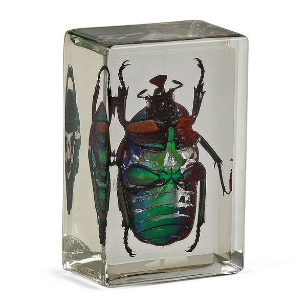 Omegon Prepared Slide Green Ladybird