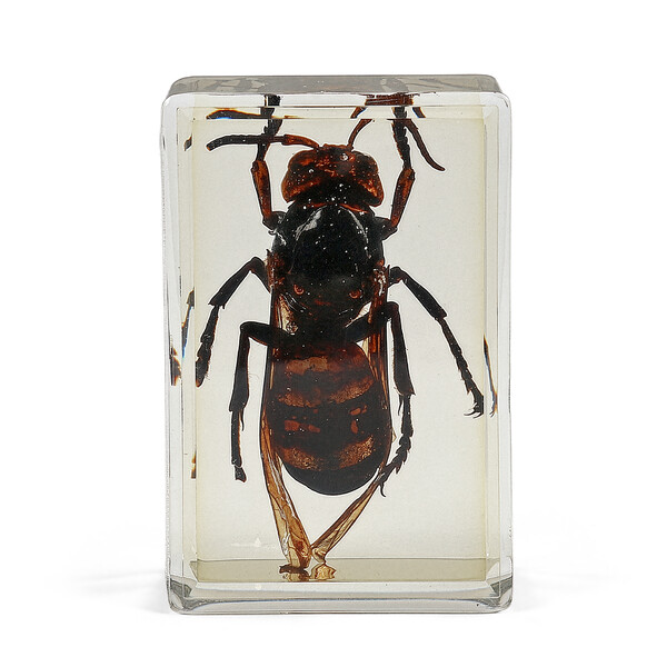 Omegon Prepared Slide Asian Giant Hornet