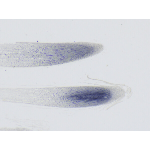 ZEISS Stereo zoom microscope Stemi 355, C Edu, trino, w.d. 110 mm, 10x/23, 5.5:1 , 7.2x-40x, AL/DL, Spot C LED