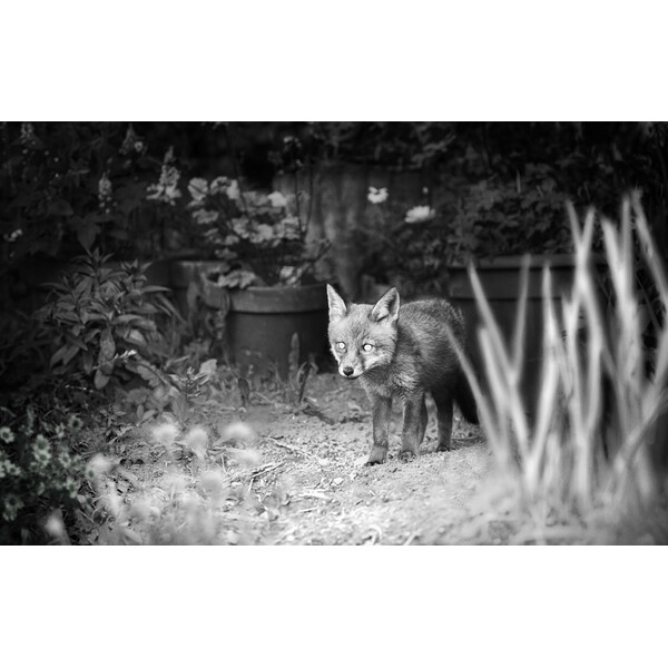 ZEISS Wildlife camera Secacam 1