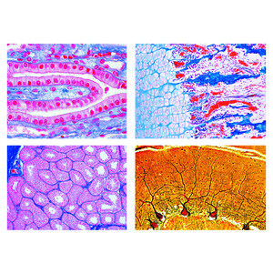 LIEDER Histology of Mammalia 2400, elementary set, 25 microscope slides