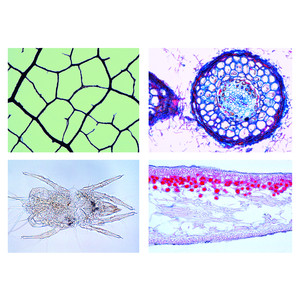 LIEDER Environment III.Life in the Soil, 17 microscope slides