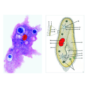 LIEDER Protozoa, Basic Set of 8 slides, Student Set