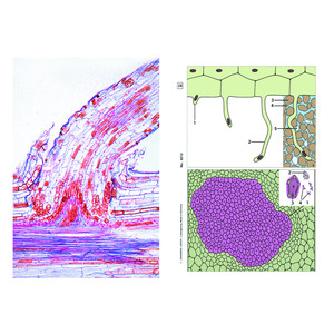 LIEDER Typical Roots of Phanerogams, Supplementary Set of 12 slides, Student Set