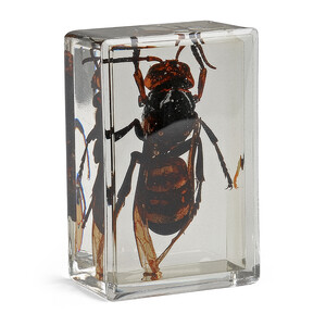 Omegon Prepared Slide Asian Giant Hornet