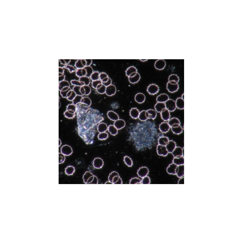 Novex Microscope BTP 86.091--DFLED, trinocular