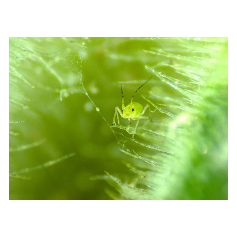 ZEISS Stereo zoom microscope Stemi 305 trino, K EDU, Greenough, w.d. 110 mm, 10x/23, 8-40x, Spot K LED