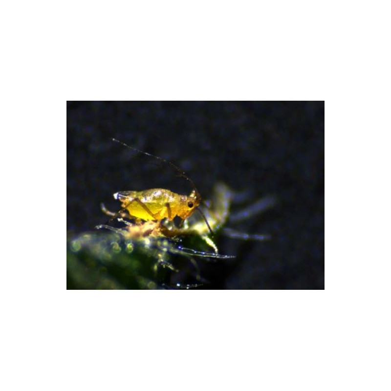 ZEISS Stereo zoom microscope Stemi 305 trino, K EDU, Greenough, w.d. 110 mm, 10x/23, 8-40x, Spot K LED