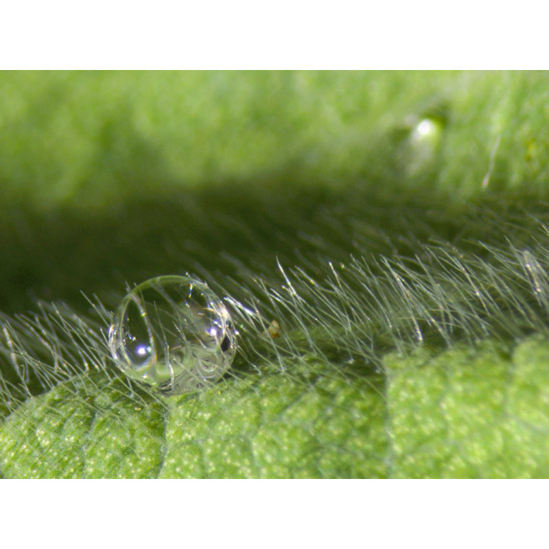 ZEISS Stemi 508, trino, 50:50 Greenough; w.d. 92mm; 10x/23; zoom 8:1; 0.63x-5.0x; LED