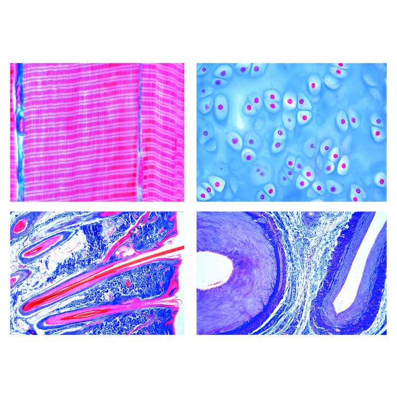 LIEDER Histology of Mammals (Mammalia), Basic Series. 25 specimens