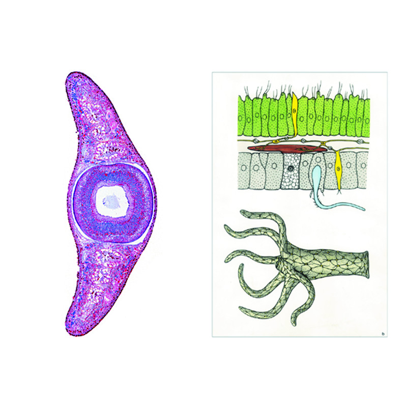 LIEDER Invertebrates, Basic Set of 6 slides, Student Set