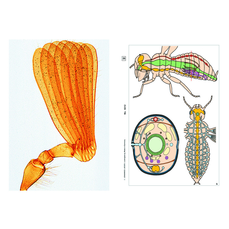 LIEDER Insects, Supplementary Set of 12 slides, Student Set