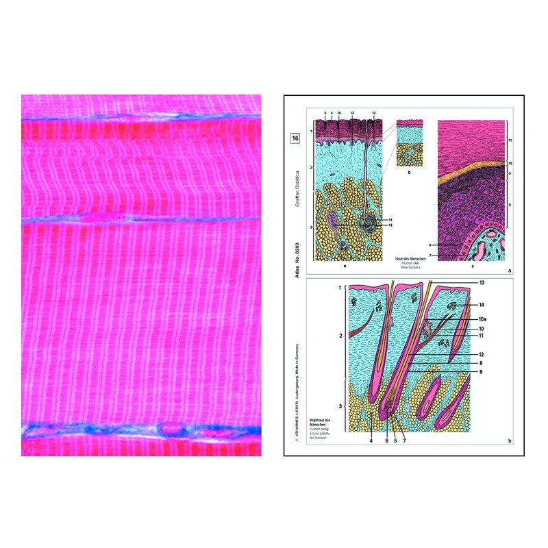 LIEDER Human and animal Histology, Basic Set of 6 slides, Student Set