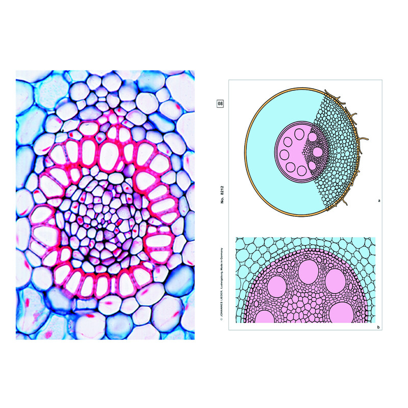 LIEDER Typical Roots of Phanerogams, Basic Set of 6 slides, Student Set
