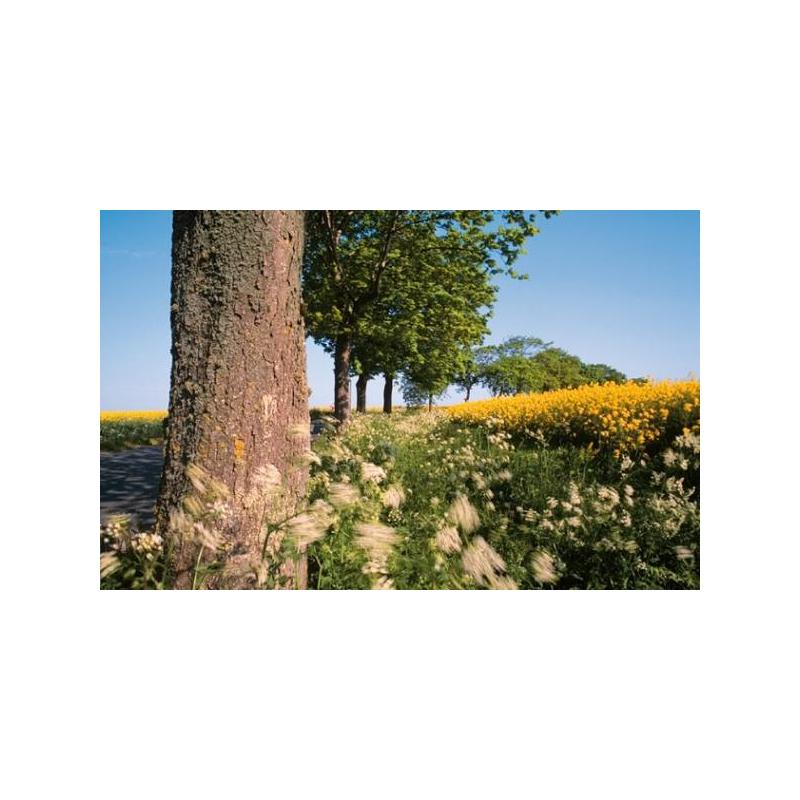 Palazzi Verlag Kalender Naturland - Deutschland 2008