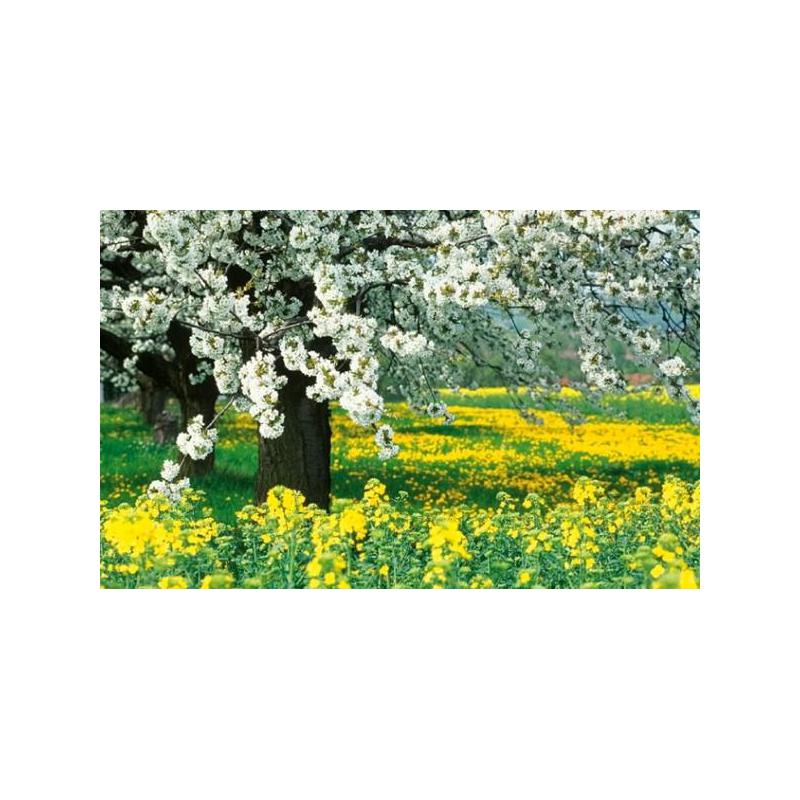 Palazzi Verlag Kalender Naturland - Deutschland 2008