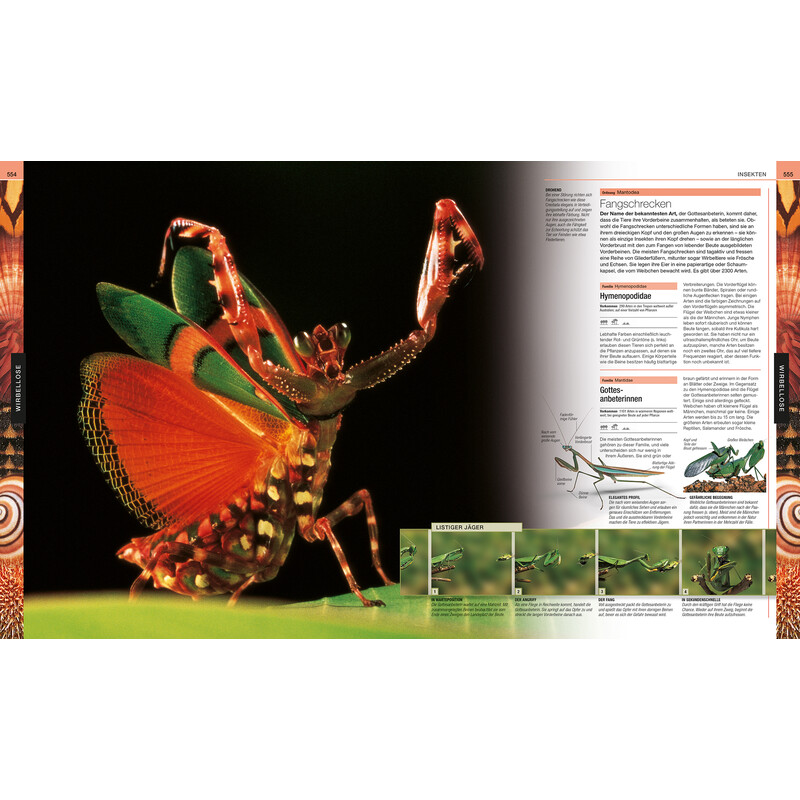 Dorling Kindersley Animals
