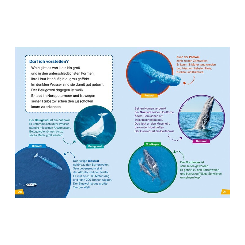 Tessloff-Verlag WAS IST WAS First reading: whales and dolphins