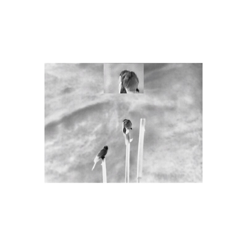 Guide Thermal imaging camera TN430