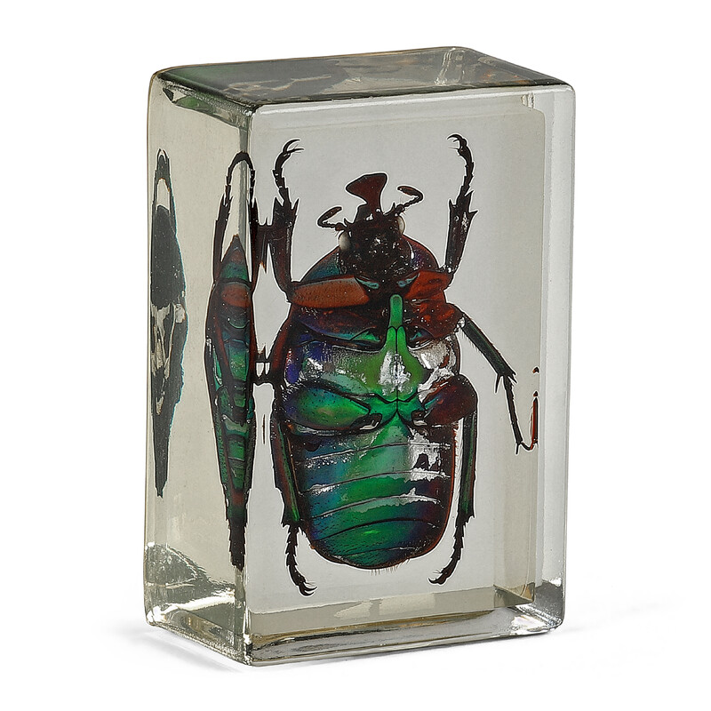 Omegon Prepared Slide Green Ladybird