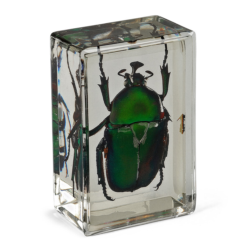 Omegon Prepared Slide Green Ladybird