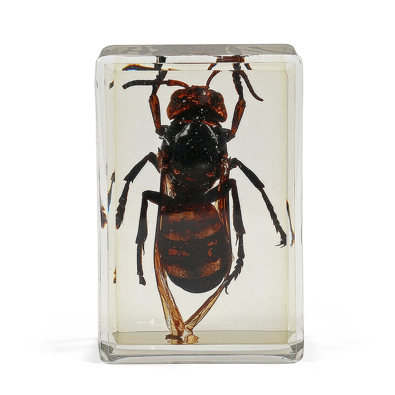 Omegon Prepared Slide Asian Giant Hornet