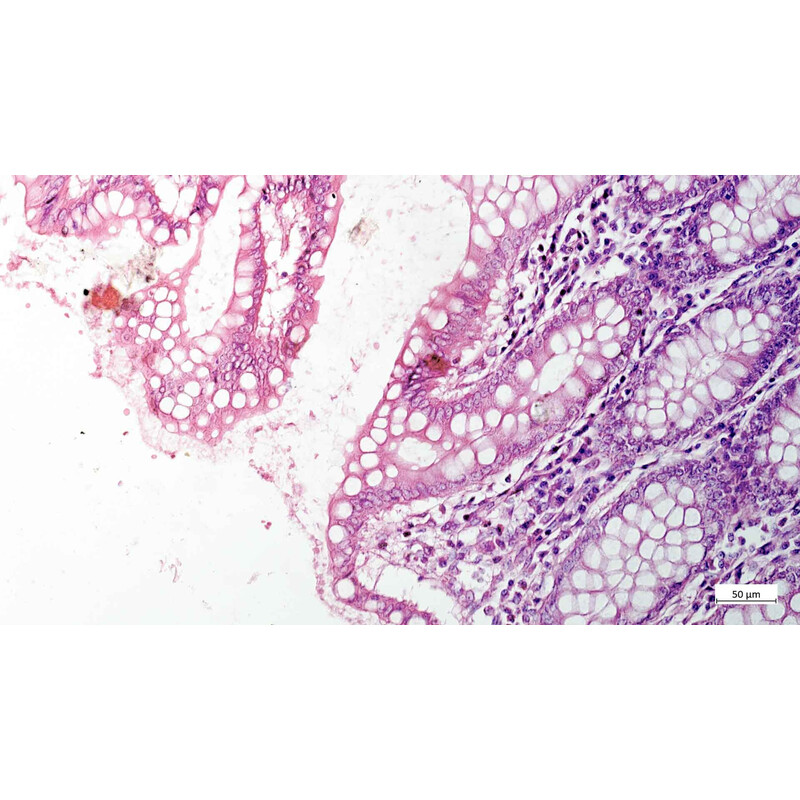 ZEISS Microscope Axiovert 5 Digital, PH, FL, 50-400x, 0.4 NA, LED, 5 MP, mono