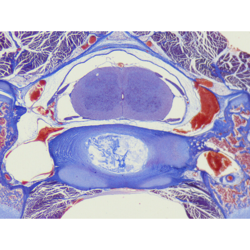 ZEISS Stereo zoom microscope Stemi 355, C Edu, trino, w.d. 110 mm, 10x/23, 5.5:1 , 7.2x-40x, AL/DL, Spot C LED